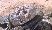 кадр из фильма Король муравьёв (King of the ants) - 5