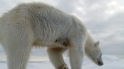 кадр из фильма Белый медведь - Шпион во льдах (Polar Bear - Spy on the Ice) - 1