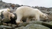 кадр из фильма Белый медведь - Шпион во льдах (Polar Bear - Spy on the Ice) - 3