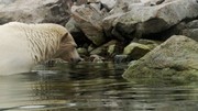 кадр из фильма Белый медведь - Шпион во льдах (Polar Bear - Spy on the Ice) - 5
