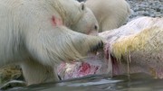 кадр из фильма Белый медведь - Шпион во льдах (Polar Bear - Spy on the Ice) - 8