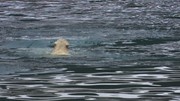 кадр из фильма Белый медведь - Шпион во льдах (Polar Bear - Spy on the Ice) - 9