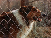 кадр из фильма Лесси возвращается домой (Lassie Come Home) - 2