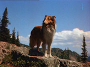 кадр из фильма Лесси возвращается домой (Lassie Come Home) - 4