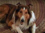 кадр из фильма Лесси возвращается домой (Lassie Come Home) - 5