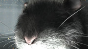 кадр из фильма История одной крысы (One Rat Short) - 3