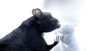 кадр из фильма История одной крысы (One Rat Short) - 5