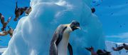 кадр из фильма Делай ноги 2 (Happy Feet Two) - 13