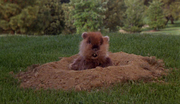 кадр из фильма Гольф-клуб (Caddyshack) - 4