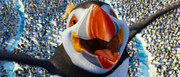 кадр из фильма Делай ноги 2 (Happy Feet Two) - 20