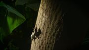 кадр из фильма Крылатые монстры (Flying Monsters 3D with David Attenborough) - 5