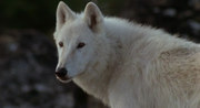 кадр из фильма Не кричи «Волки!» (Never Cry Wolf) - 7