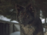 кадр из фильма Зов предков (The Call of the Wild: Dog of the Yukon) - 1