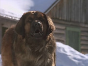 кадр из фильма Зов предков (The Call of the Wild: Dog of the Yukon) - 2