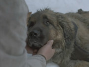 кадр из фильма Зов предков (The Call of the Wild: Dog of the Yukon) - 3