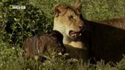 кадр из фильма Спасённый львицей (Saved By The Lioness) - 3