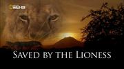 кадр из фильма Спасённый львицей (Saved By The Lioness) - 5