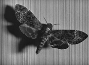 кадр из фильма Андалузский пес (Un chien andalou) - 5
