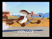 кадр из фильма Койот Вилли и Дорожный Бегун (Road Runner & Wile E. Coyote) - 2