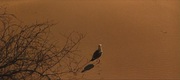 кадр из фильма Чайка по имени Джонатан Ливингстон (Jonathan Livingston Seagull) - 3