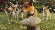 кадр из фильма Крошка из Беверли-Хиллз 3 (Beverly Hills Chihuahua 3: Viva La Fiesta!) - 1
