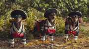 кадр из фильма Крошка из Беверли-Хиллз 3 (Beverly Hills Chihuahua 3: Viva La Fiesta!) - 4