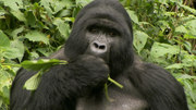 кадр из фильма Горные гориллы (Mountain Gorilla) - 1