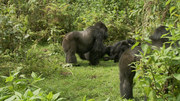кадр из фильма Горные гориллы (Mountain Gorilla) - 9