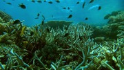 кадр из фильма BBC: Большой Барьерный риф (Great Barrier Reef) - 2