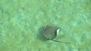 кадр из фильма BBC: Большой Барьерный риф (Great Barrier Reef) - 5
