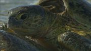 кадр из фильма BBC: Большой Барьерный риф (Great Barrier Reef) - 6