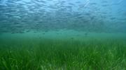 кадр из фильма BBC: Большой Барьерный риф (Great Barrier Reef) - 8