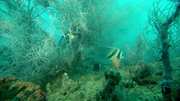 кадр из фильма BBC: Большой Барьерный риф (Great Barrier Reef) - 10
