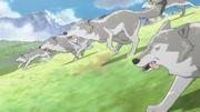 кадр из фильма Тибетский пес (Tibet inu monogatari) - 5