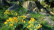 кадр из фильма National Geographic: Йеллоустоун (Yellowstone) - 2