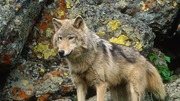 кадр из фильма National Geographic: Йеллоустоун (Yellowstone) - 4