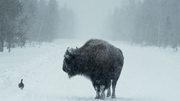 кадр из фильма National Geographic: Йеллоустоун (Yellowstone) - 5