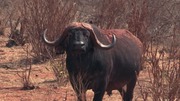 кадр из фильма Сафари (3D Safari: Africa) - 6