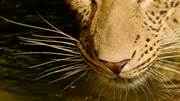 кадр из фильма Nature: Тайная жизнь леопарда (Revealing the Leopard) - 2