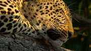 кадр из фильма Nature: Тайная жизнь леопарда (Revealing the Leopard) - 3