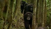 кадр из фильма Nature: Тайная жизнь леопарда (Revealing the Leopard) - 6
