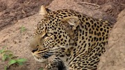 кадр из фильма Nature: Тайная жизнь леопарда (Revealing the Leopard) - 7