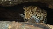кадр из фильма Nature: Тайная жизнь леопарда (Revealing the Leopard) - 9