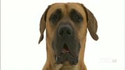 кадр из фильма Nature: Собаки, которые изменили мир (Dogs That Changed the World) - 1