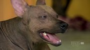 кадр из фильма Nature: Собаки, которые изменили мир (Dogs That Changed the World) - 6