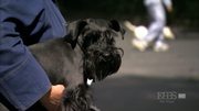 кадр из фильма Nature: Собаки, которые изменили мир (Dogs That Changed the World) - 8