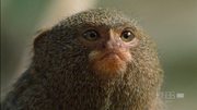 кадр из фильма Nature: Умные обезьяны (Clever Monkeys) - 3