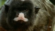 кадр из фильма Nature: Умные обезьяны (Clever Monkeys) - 4