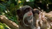 кадр из фильма Nature: Умные обезьяны (Clever Monkeys) - 5