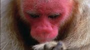 кадр из фильма Nature: Умные обезьяны (Clever Monkeys) - 6